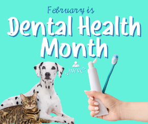 Picture for category Dental Health Products